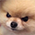 <angrydog>
