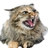 <hiss>